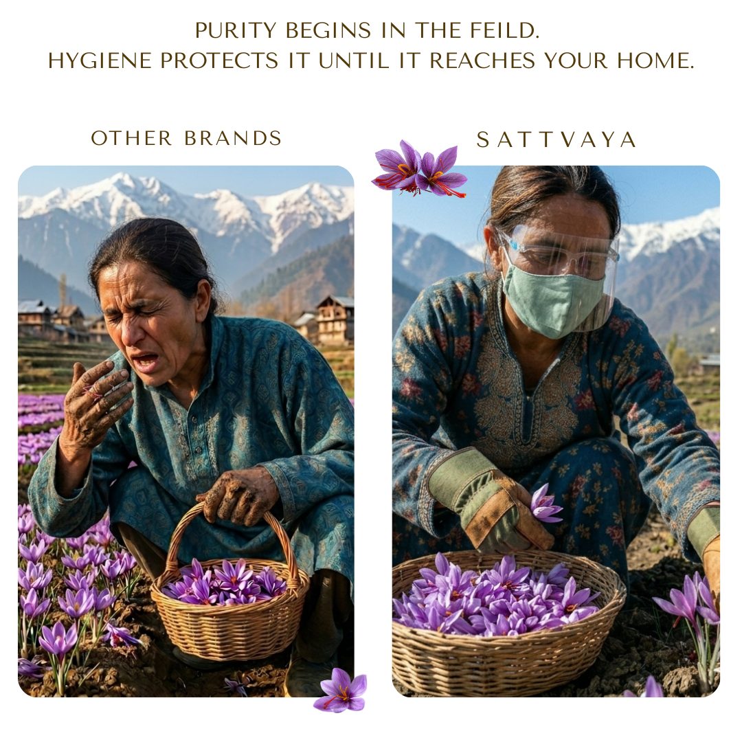 Hygienic saffron harvesting compared with unhygienic harvesting